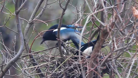 Nestbau Stock-Footage 152788052