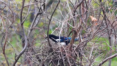 Nestbau Stock-Footage 152788057