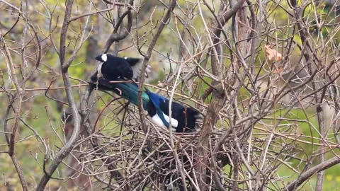 Nestbau Stock Footage 152788088