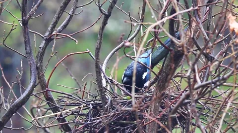 Nestbau Stock Footage 152788115