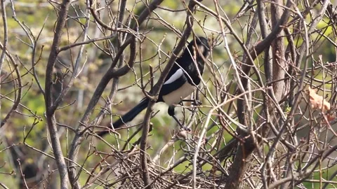 Nestbau Stock-Footage 152788134