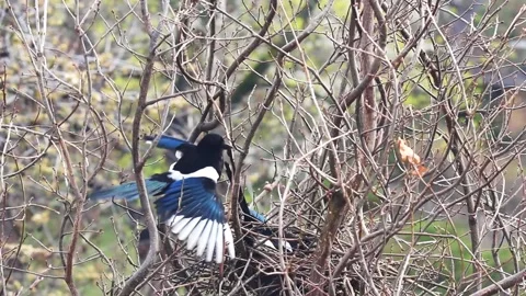 Nestbau Stock Footage 152788153