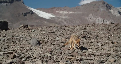 Nested Fox in Andes mountains in Chile  10 Stock Footage 126997327