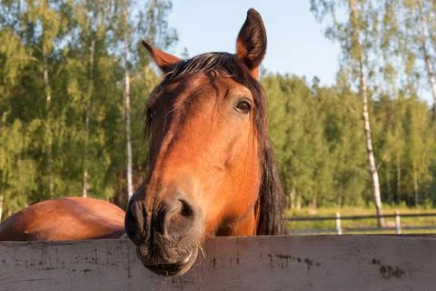 Nested red orange horse head close to the background of trees Stock Photos
