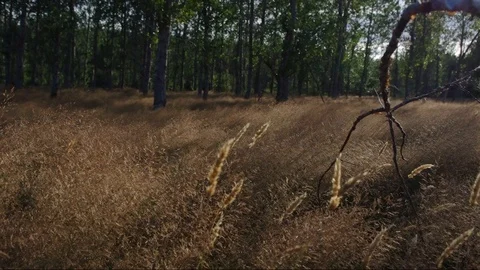 Nested Sequence 02 Stock Footage 93291386