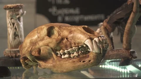 Nested Sequence 04 Stock Footage 146645484