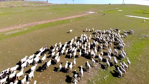 Nested Sequence 07 Stock Footage 108408321