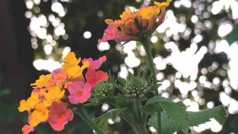 Nested Sequence 47 Stock Footage 96303858