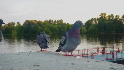 Nested Sequence 4K 25 25 스톡 동영상 251698224