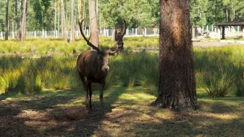 Nested Sequence 4K 25 27 스톡 동영상 251698212