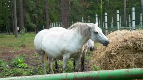 Nested Sequence 4K 25 28 스톡 동영상 251698213