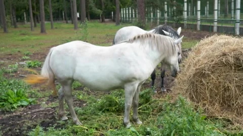 Nested Sequence 4K 25 29 스톡 동영상 251698214