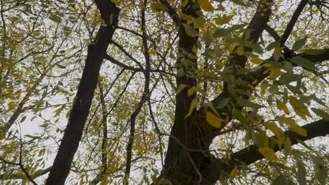 Nested Sequence 4K 25 47 스톡 동영상 251698311