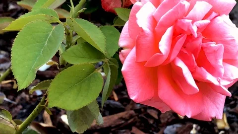 Nested Sequence 63 Stock Footage 96304970