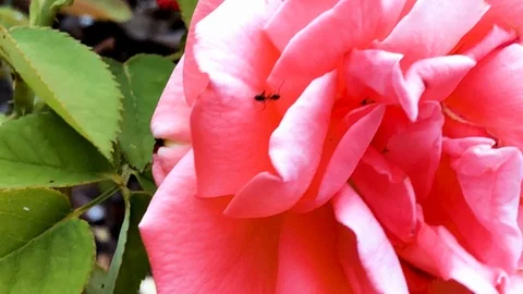 Nested Sequence 64 Stock Footage 96304938