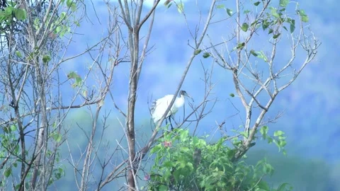 Nested Sequence 658 Stock Footage 174917053