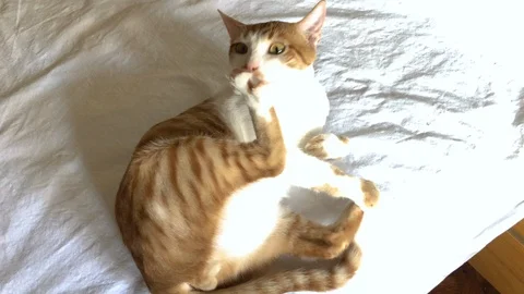 Nested Sequence 76 Stock Footage 96306073