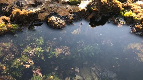 Nested Sequence 82 Stock Footage 96306484