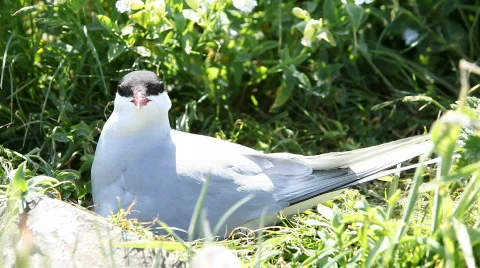 Nesting Actic tern 库存影片 758021