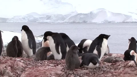 Nesting Adelie Penguins Stock Footage 170356931
