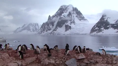 Nesting Adelie Penguins Stock Footage 170356977