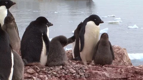 Nesting Adelie Penguins Stock Footage 170357059
