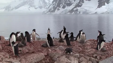 Nesting Adelie Penguins Video stock 170357097