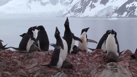 Nesting Adelie Penguins Video stock 170357150