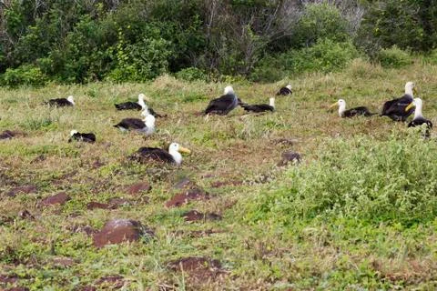 Nesting albatross colony. Stock-Fotos