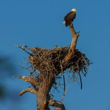Nesting American Bald Eagle Stock Photos