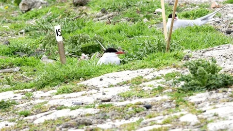 Nesting Arctic Tern Stock Footage 75644083