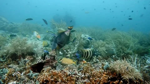 Nesting area of a Titan Triggerfish Stock Footage 300431217