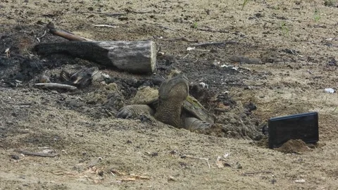 Nesting Attempt in Burnt Firepit, Cellphone Visible Nearby Stock Footage 325635177
