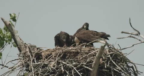 Nesting Bald Eagle Adult and Chicks Eaglets Feeding Young at Nest 動画素材 243645463