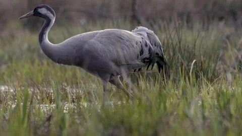 Nesting behavior of grey cranes in spring, pair in shallow pond collecting .. Stock Footage 306948567