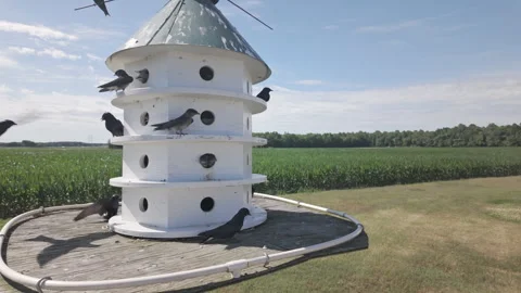 Nesting behavior in slow motion of Purple Martins during spring migration Stock Footage 339356595