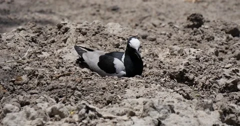 Nesting Bird Stock Footage 60382437