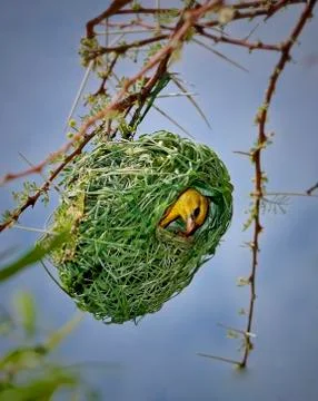 Nesting Bird Stock Photos
