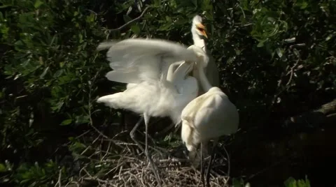 Nesting birds 11.mpeg 115.mp4 Stock-Footage 41736245