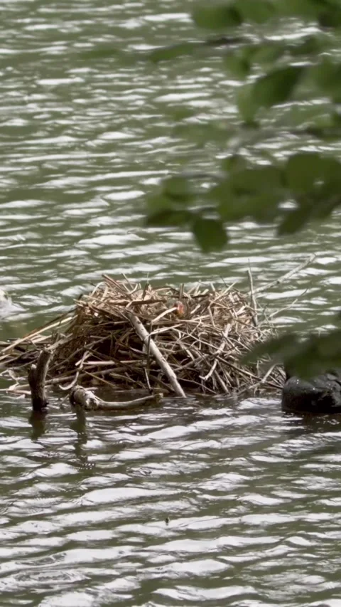 Nesting Birds Build a Home on the Water’s Edge With Care and Precision Video stock 336824482