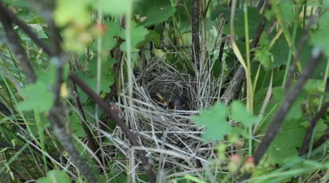 Nesting birds Chicks in the nest Stock Footage 63473161