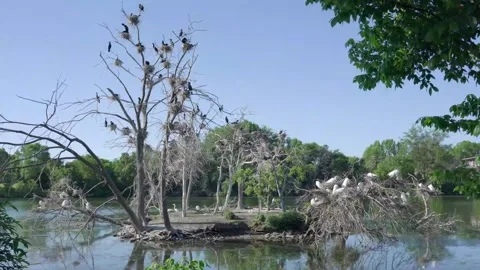 Nesting Birds, Egrets Stock Footage 131758667
