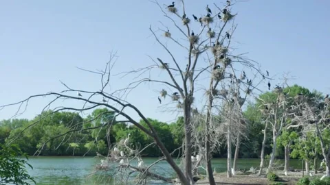 Nesting Birds, Egrets Stock Footage 131758732