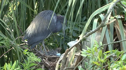Nesting birds Stock Footage 41434677