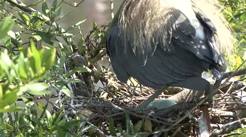 Nesting birds 動画素材 41718882