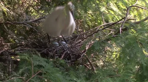 Nesting birds Stock Footage 41719022