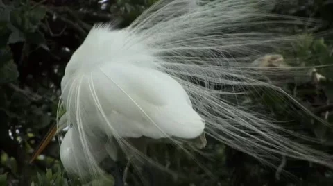 Nesting birds Stock Footage 41735579