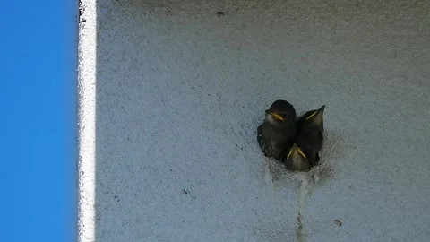 Nesting birds gather in a small wall cavity under the bright blue sky during  Stock Footage 296113447
