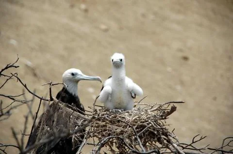 Nesting birds Stock Photos