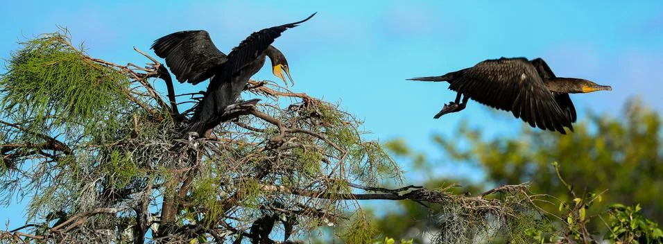 Nesting Birds Foto stock